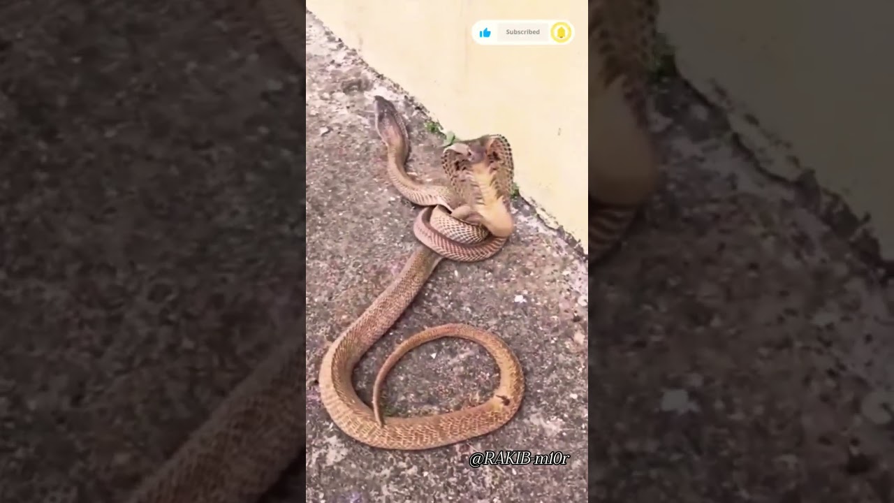 Unbelievable Cobra Sighting in the Wild! 🐍 You Won’t Believe This