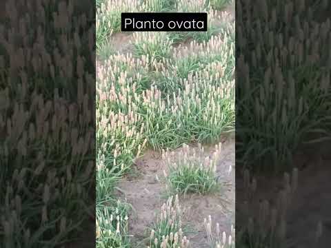 Video: Über Psyllium-Indianwheat-Pflanzen: Informationen zur Verwendung und Kultivierung von Psyllium-Pflanzen