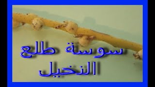 سوسة طلع النخيل او ( سوسة ازهار النخيل )