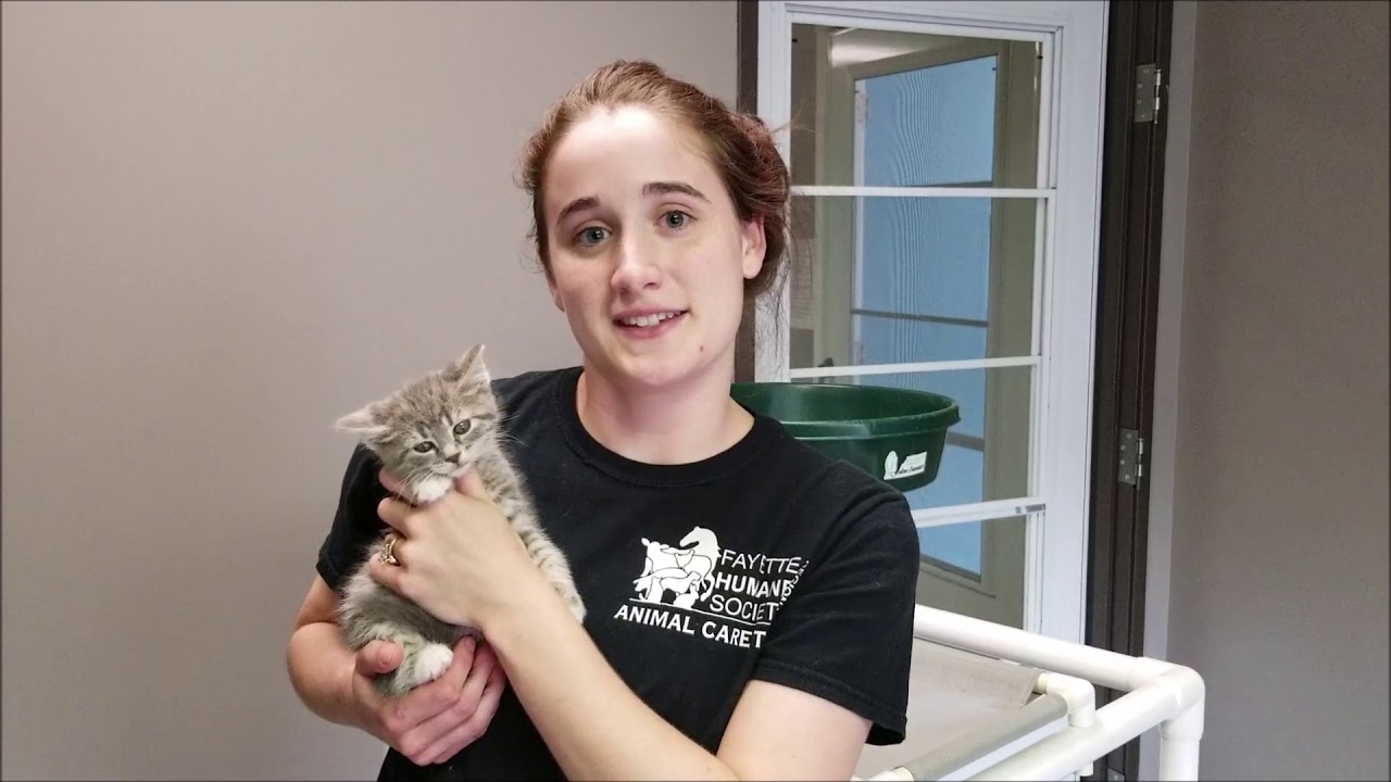 Adopt a Cat - Fayette Humane Society