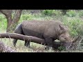Rhino rubbing himself on a fallen tree