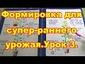 Урок-3.Формируем детерминантные томаты для теплиц,как получить супер-ранний урожай.