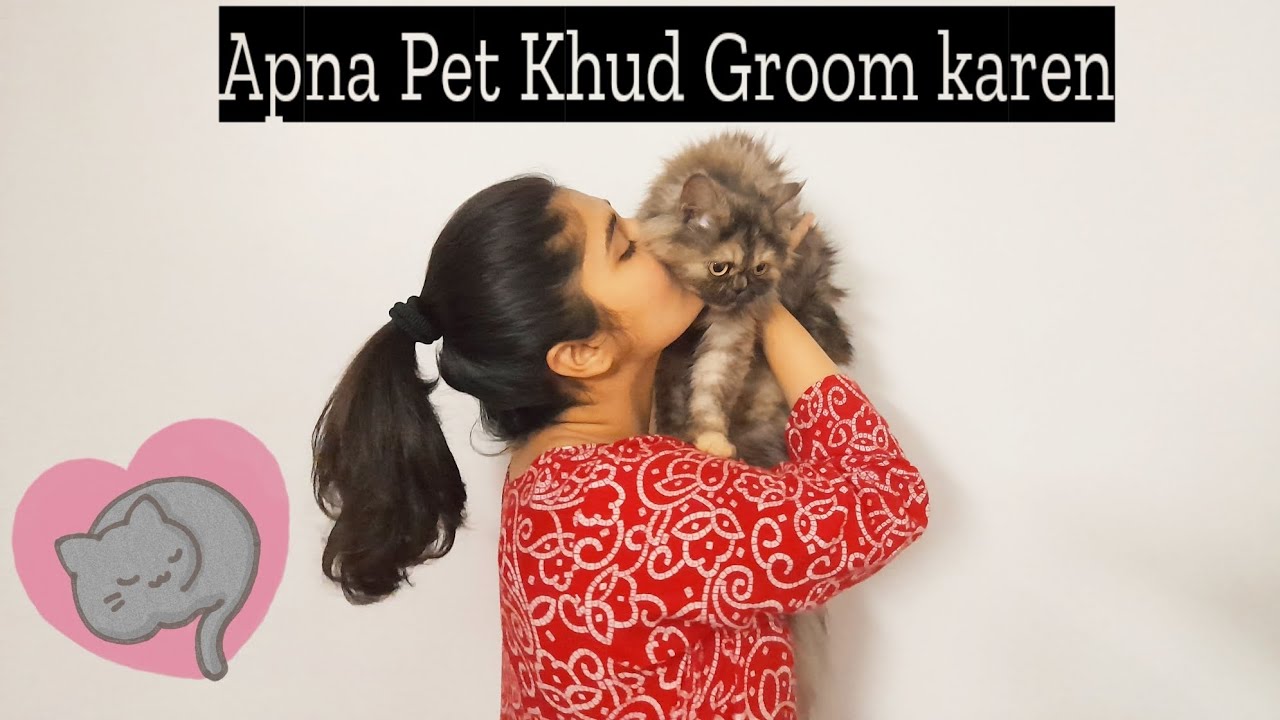 Apna Pet khud groom karen Pet Care Pet grooming at home YouTube