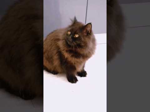Как же так... 😿 #cat #catvideos #catlover #kitten #kitty #funnycat #cutecat #animals #котики #кот