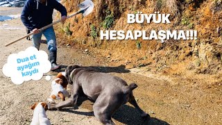 MEVZUYA KÜREKLE GİRDİM :)) CANECORSO VS JACKRUSSELL