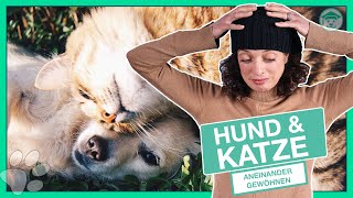 Hund und Katze aneinander gewöhnen? (So einfach kann es gehen!)