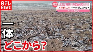 【原因不明】4年前にも…“イワシ”が大量に打ち上げられる 　青森