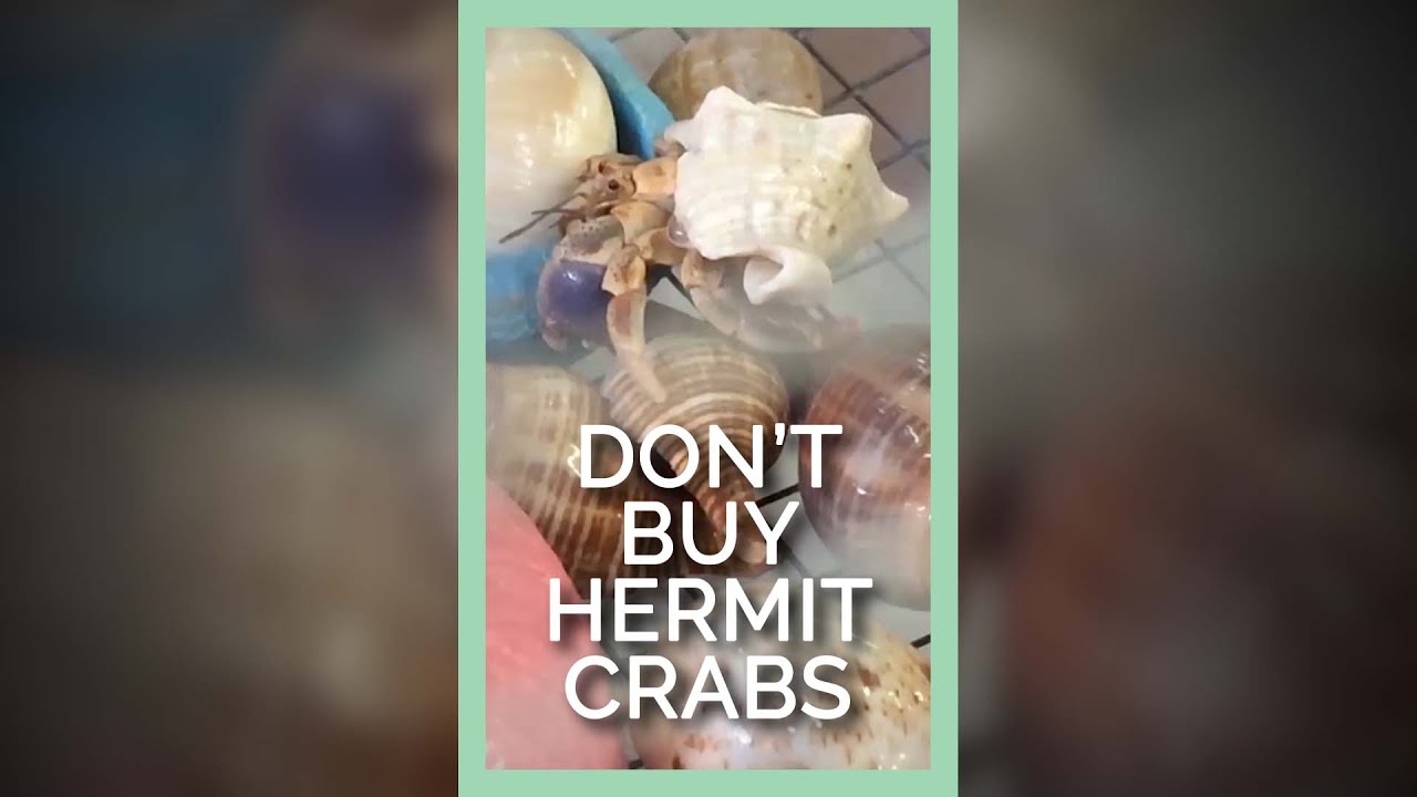 Why Buying Hermit Crabs Supports Cruelty