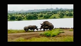 تزاوج وحيد القرن في حديقة نيروبي الوطنية #shorts