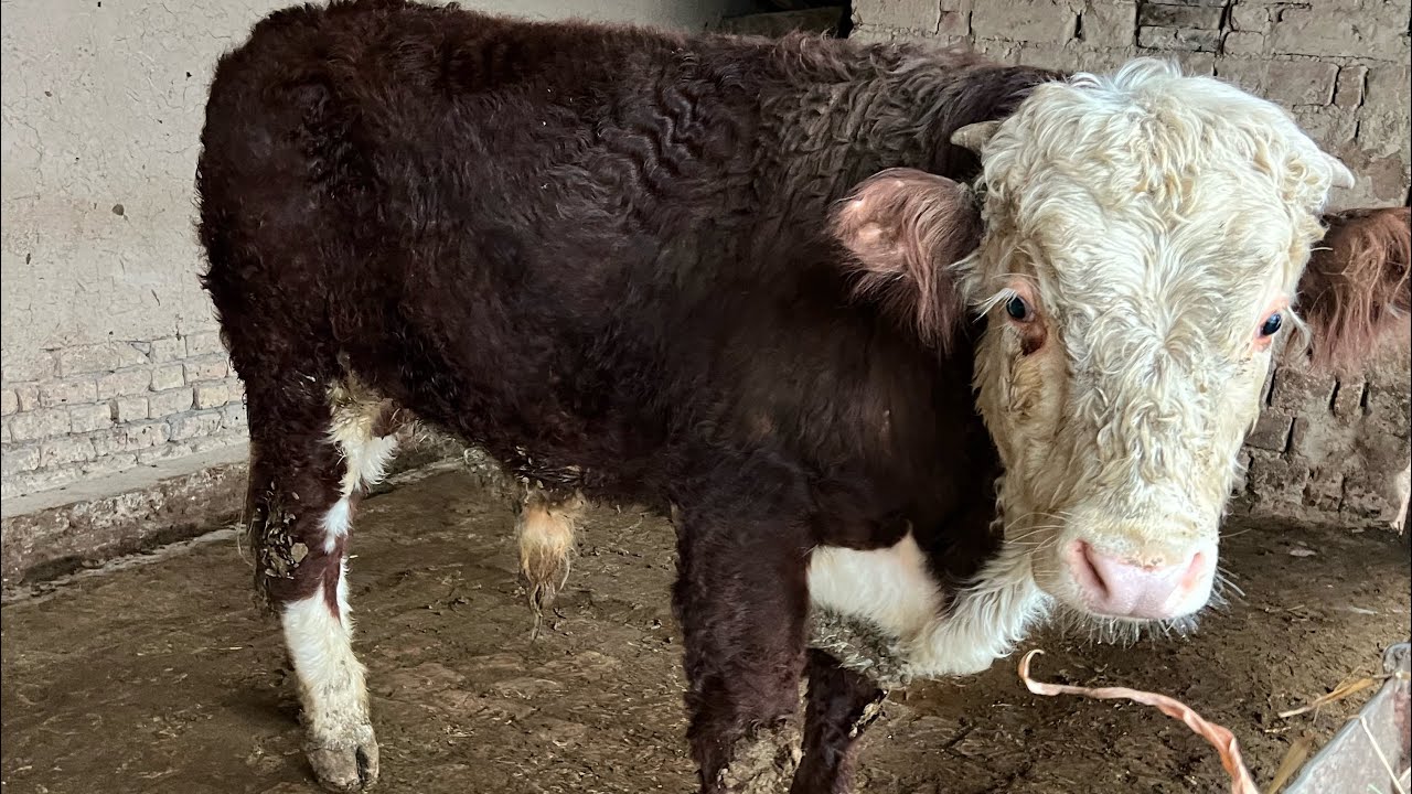 🔥GRINFORD BUQA🔥DEXQON EGALARIDAN SOTUVDA +998 99-869-43-95