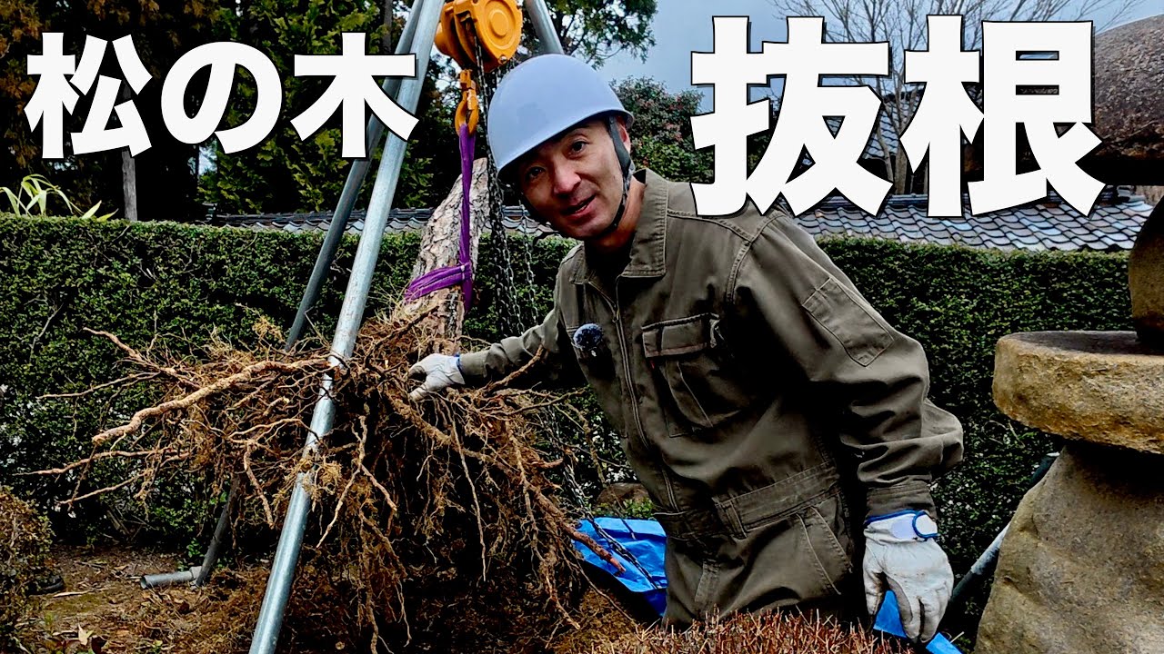 【抜根】枯れた松の木をチェーンブロックで抜いてみたら