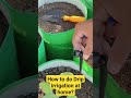 Drip installation at home #dripirrigationsystem #dripsystem #agriculture #farming
