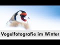 Vogelfotografie an der Winterfütterung 2.0