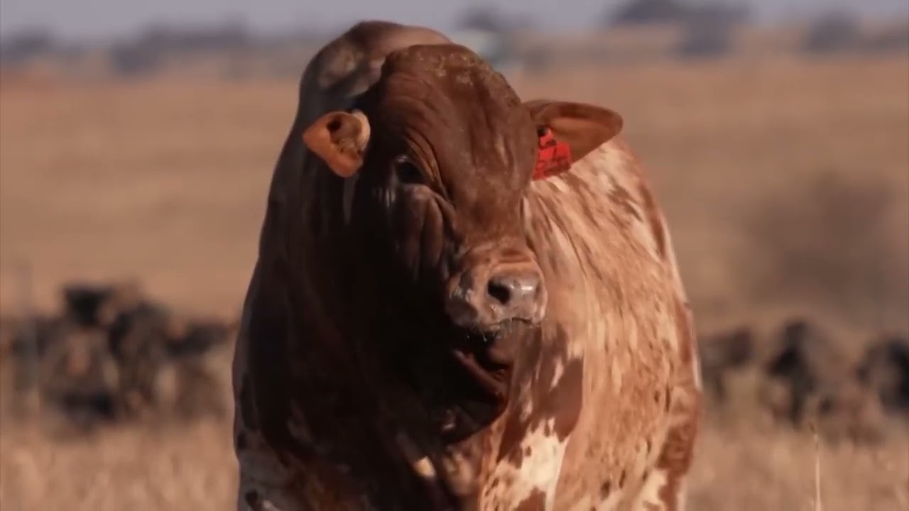 AFRICANO BORAN PODE SUBSTITUIR O NELORE NO FUTURO? CONHEÇA MELHOR ESSA RAÇA