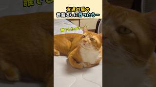 友達の猫の世話をしに行ったら…