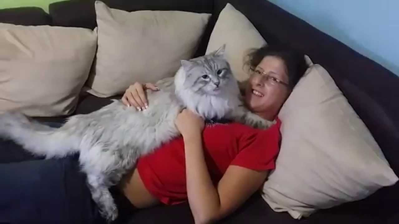 large siberian cat