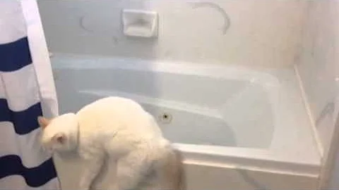 Video 2304401: cat bath, drinking bath
