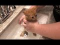 Kitten Baths Before New Homes!