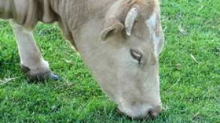 Cow eating grass