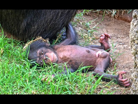 Video: ¿Qué es un bebé mono?