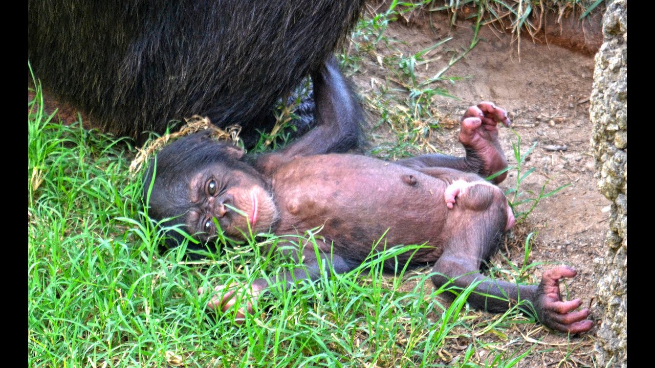 torpe conductor Reportero El bebé chimpancé recién nacido en BIOPARC Valencia se llamará COCO -  YouTube