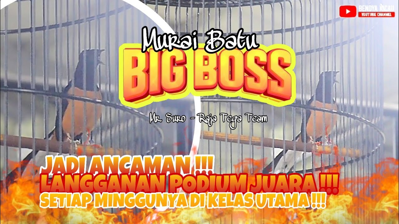 LANGGANAN PODIUM JUARA UTAMA DI SETIAP MINGGUNYA 😱 MURAI BATU BIG BOSS RAJA TEGA TEAM