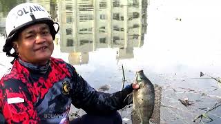 mancing ikan nila liar dapat besar sampai kuwalahan di sungai air tenang