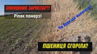 Соняшник Заростае? Пшениця згорыла? Великий огляд посівів Ярих та озимих культур!