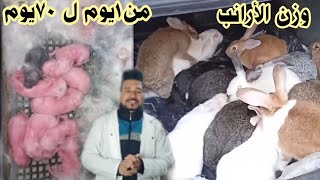 وزن الأرانب من عمر 1يوم إلى 70يوم...