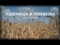 Пшеница и плевелы | Орен Лев Ари