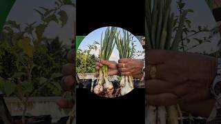 Spring onion harvesting from terrace garden #terracegardenindia #gardening #springonions #harvesting