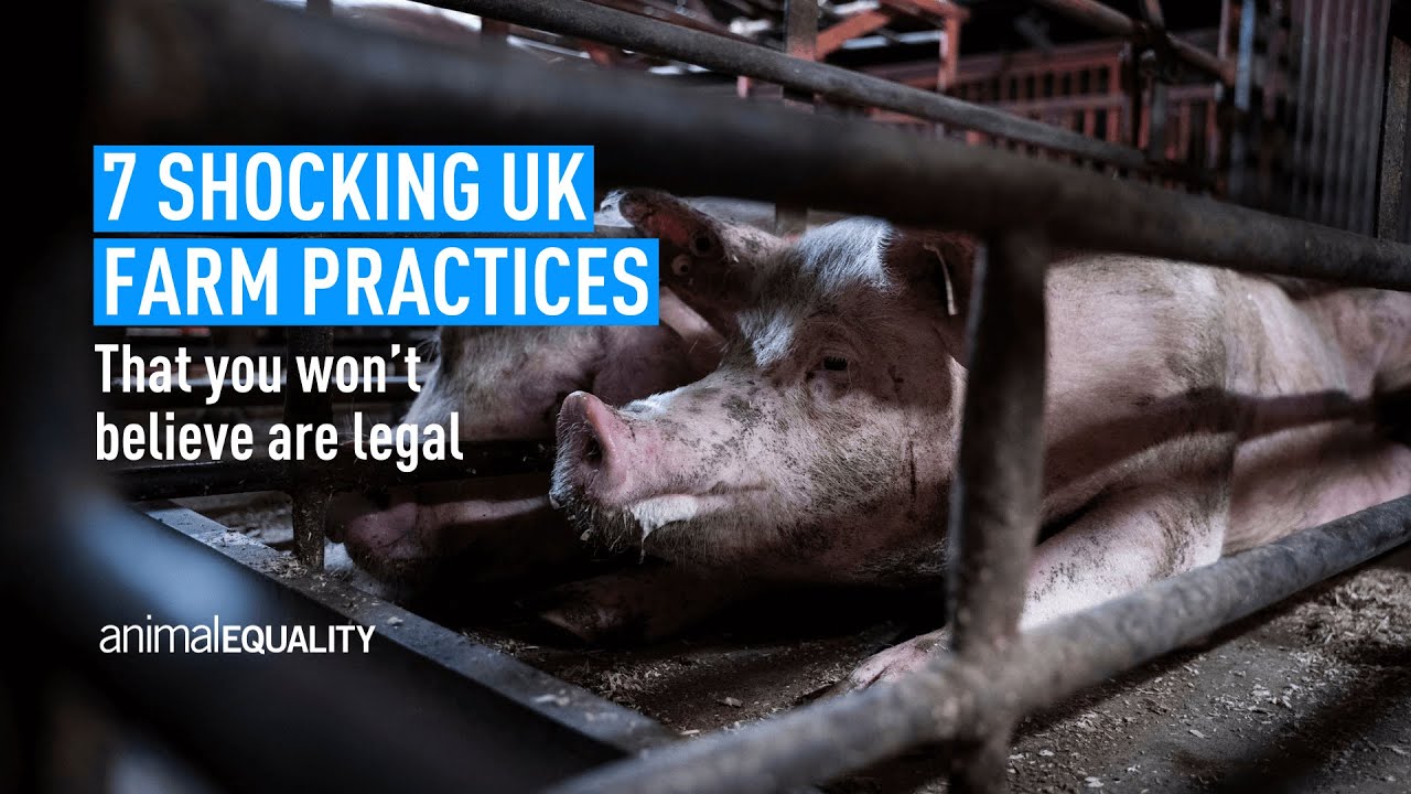 7 Shocking UK Farm Practices You Wont Believe are Legal - YouTube