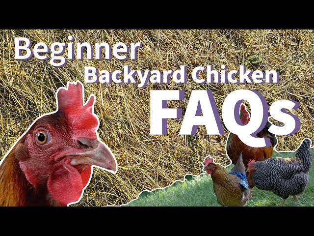 Pterodactyl eggs anyone?  BackYard Chickens - Learn How to Raise Chickens