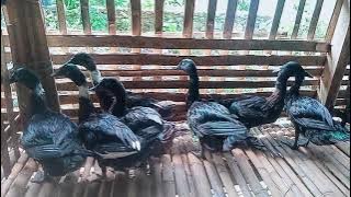 Penampakan Tongki hasil kawin silang antara entok betina dan bebek jantan