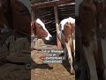 #ayrshire #dairyfarming #dairycows #tanzania #uganda #ugandanews #ugandanmusic #cow #agriculture