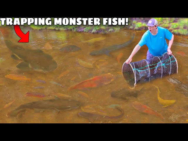 24 HOUR Fish Trap Catches The POND MONSTER! 