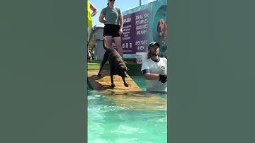 Chocolate Labrador Fred loved his swim 🐾🇬🇧💦💕