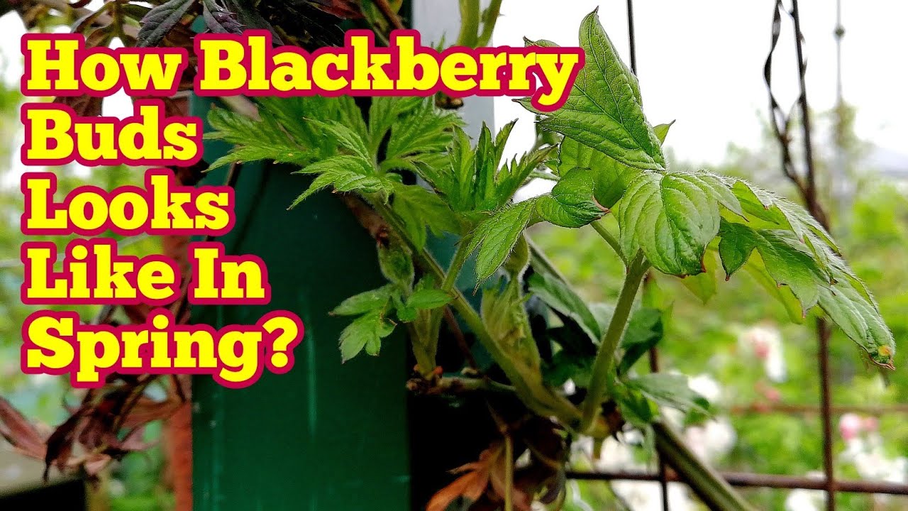 How Blackberry Buds Looks Like In Spring? / Allotment Fruit Orchard