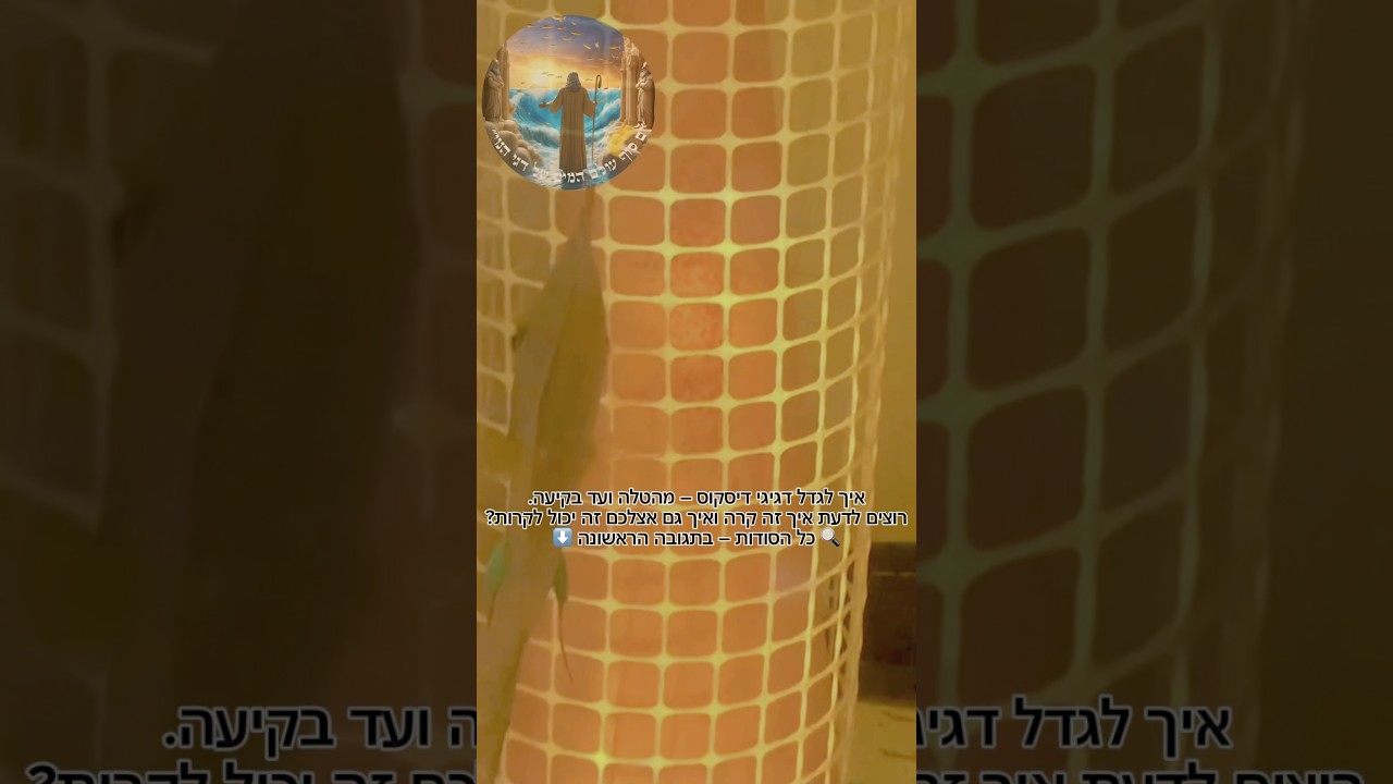 הסודות שלי עכשיו גם שלכם על דגי דיסקוס