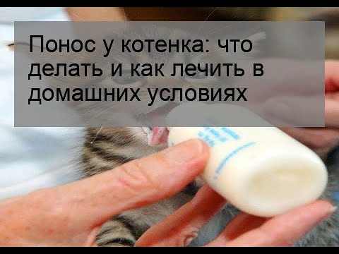 Понос у котенка: что делать и как лечить в домашних условиях