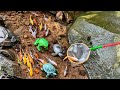 look for real koi fish, sea animals, shark, lobster, crab, turtle, frog, lizard - Part251
