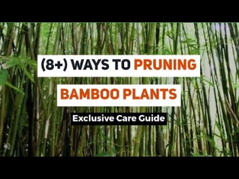 Cắt tỉa cây tre: Hướng dẫn chăm sóc + chải chuốt độc quyền Cắt tỉa cây tre: Hướng dẫn chăm sóc + chải chuốt độc quyền