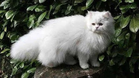 Watch the video about Get Ready to Fall in Love with This Cute White Persian Cat | Must-See Video!