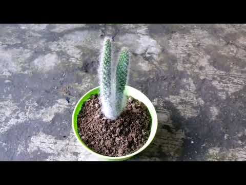 Video: Genus Cleistocactus: Menanam Tanaman Kaktus Cleistocactus