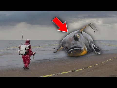 15 Most Bizarre Things Found on Beaches