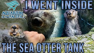 I Went Inside the Sea Otter Tank at the Aquarium! | Up Close with Rescued Sea Otters