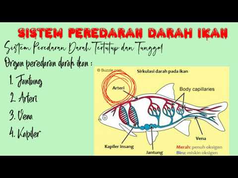 SERBA SERBI IKHTIOLOGI (Sistem Peredaran Darah pada Ikan)