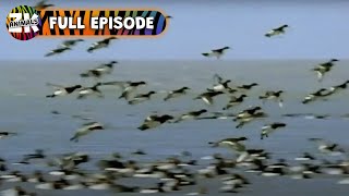 Tufted Ducks: Nature's Divers - Wild World - Animal Kingdom