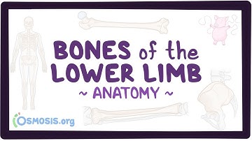 Bones of the lower limb: Anatomy