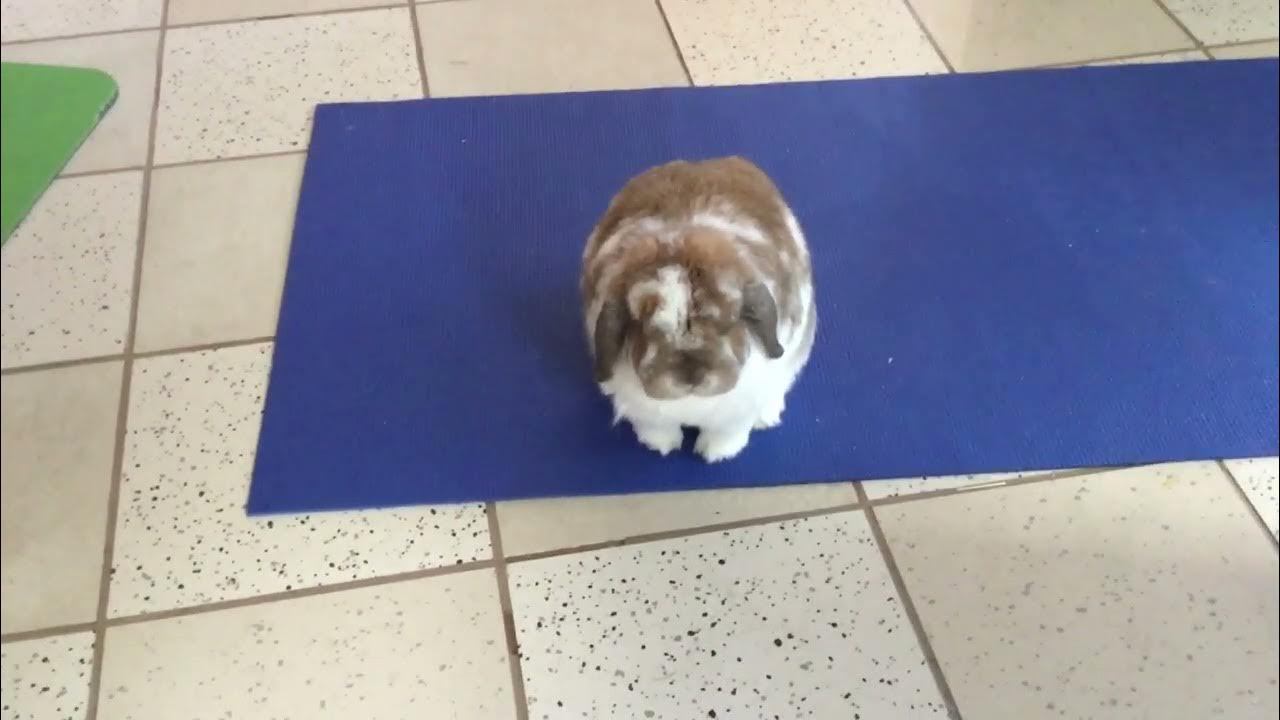 Rabbit following me YouTube